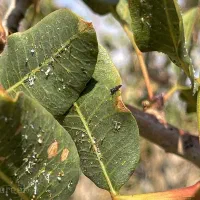 نابودی قطعی پسیل