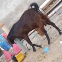 مری بز نر اصل سه تاکی تروشت معاوضه بامری