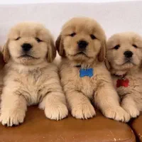 توله های رتریور گ،ل،د،ن