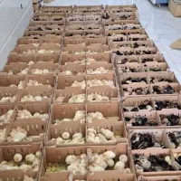فروش جوجه یک روزه با قیمت مناسب