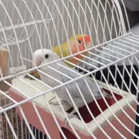 دو عدد طوطی برزیلی  سرحال