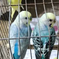 مرغ عشق و عروس