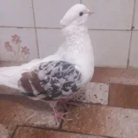 دوکت سرور نر