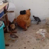 برهما کلمبین پاتریچ بوف جوجه برهما زبر وزرنگ