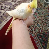 عروس هلندی