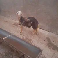 یک رس بره قورچ