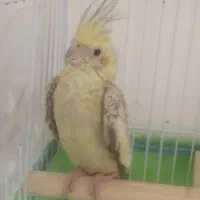 یک عدد عروس هلندی دستی