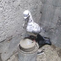 دست پر دم سیاه
