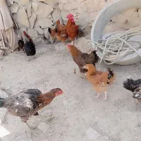 مرغ و خروس محلی