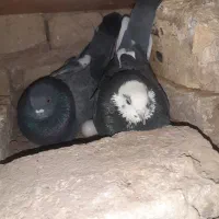 کبوترپرشی کاشان