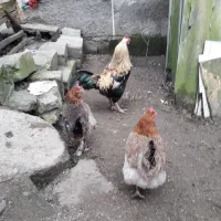 خروس به همراه دو عدد مرغ محلی