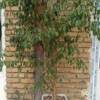 دخترچه تزئینی