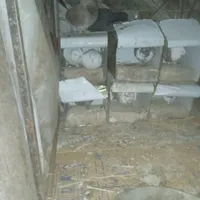 کفتر