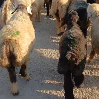 فروش دام