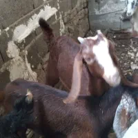 ۲ راس بزغاله  جنس دورگ پاکستانی قیمت فقد ۱۳مفت