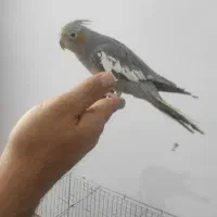 عروس هلندی ماده بالغ