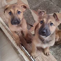سگ ژرمن مالینویز