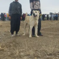 سگ‌سرابی