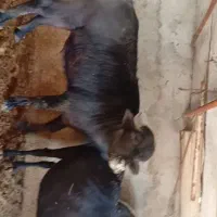 گوساله