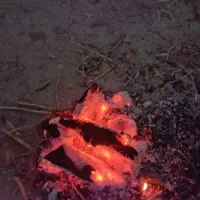 زغال کنار و کهور درجه یک