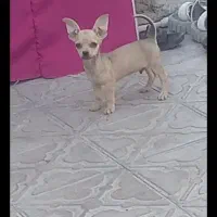 سگ شیواوا سایز پاکوتاه