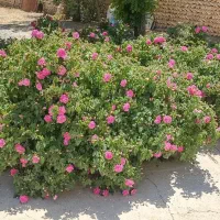 انجام کار سیمانکاری