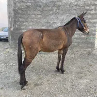 دو راس قاطر و یک اسب درجه یک