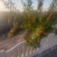 هراس درختان