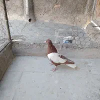 کفتر پرشی|پرنده|سبزوار, قصبه غربی|دیوار