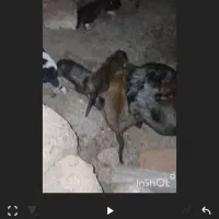 سرابی
