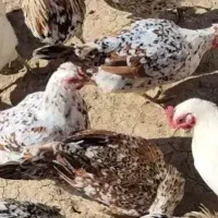 دوعدد مرغ گلین با جوجه هاشون