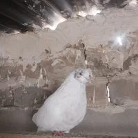 5تا|پرنده|ملارد, |دیوار