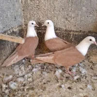 کبوتر دم زرد و دم سرخ و جوج کله سفید
