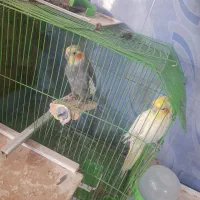 پرنده