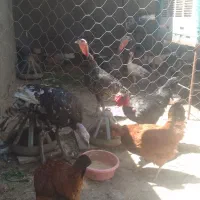 فروش کلی وجزئی بوقلمون ومرغ وخروس تاقچه