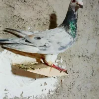 هفرنگ لگه دار نر خوشگل نوک بلند