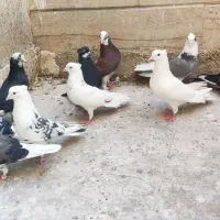 کفتر کبوتر ۷ جفت شازده سبز هما سرور سبز زرهی