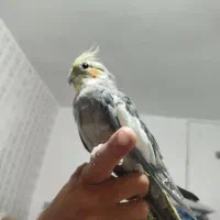 مرغ عشق و عروس هلندی