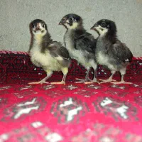 جوجه یکماهه استرالوپ