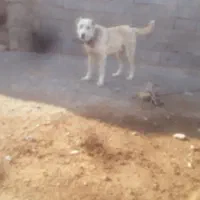 سگ‌گله