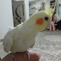 عروس هلندی