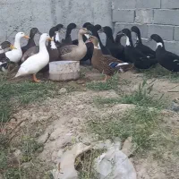 اوردک و غاز
