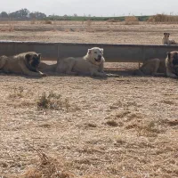 واگذاری چهار توله پانزده
