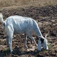 بزدورگ جوان بابزقاله دوقلو یکی نر یکی ماده