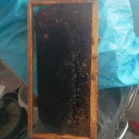 پوکه زنبور عسل