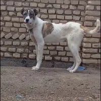 واگذاری توله 8ماه پدر مادر دار7
