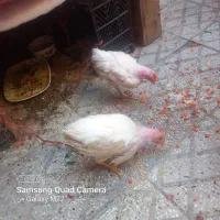 جوجه