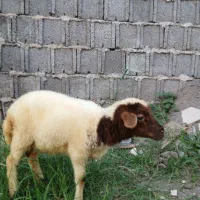 یه عدد بره سالم