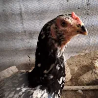 مرغ و خروس برهما مرغ لاری چیل افغان بوقلمون ماده