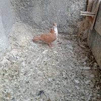 کفتر|پرنده|مشهد, عسگریه|دیوار